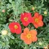 Potentilla Fruticosa Marian Red Robin ('Marrob') (PBR) | 2L Pot