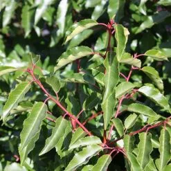 Prunus Lusitanica | 2L Pot