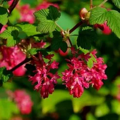 Ribes Sanguineum King Edward VII | 2L Pot