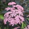 Sambucus Nigra F. Porphyrophylla 'Gerda' (PBR) | 2L Pot -Perennial Plants Sales Store PL00080613 dd1b