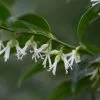 Sarcococca Confusa | 2L Pot -Perennial Plants Sales Store PL00080633 3eee