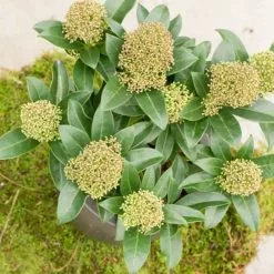 Skimmia Japonica Fragrans | 1.5L Pot
