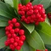 Skimmia Japonica Nymans | 2L Pot