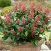 Skimmia Japonica Rubella | 2L Pot