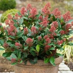 Skimmia Japonica Rubella | 2L Pot