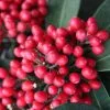 Skimmia Japonica Subsp. Reevesiana | 1.5L Pot