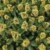 Skimmia × Confusa Kew Green | 2L Pot -Perennial Plants Sales Store PL00080664 8161