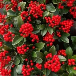Skimmia Japonica Temptation (PBR) | 5L Pot
