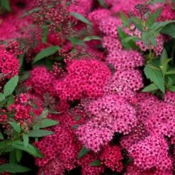 Spiraea Japonica Anthony Waterer | 2L Pot