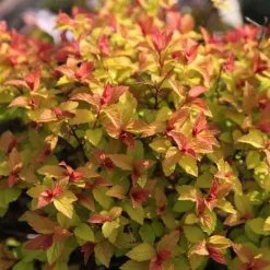 Spiraea Japonica Goldflame | 2L Pot