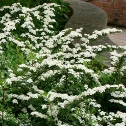 Spiraea Nipponica Snowmound | 2L Pot