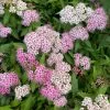 Spiraea Japanica Shirobana | 2L Pot -Perennial Plants Sales Store PL00080692 4e40