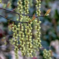 Stachyurus Chinensis Celina | 2L Pot