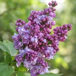 Syringa Vulgaris Charles Joly | 3L Pot
