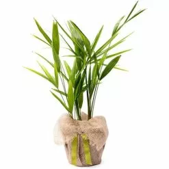 Trachycarpus Fortunei | 2L Pot