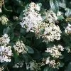 Viburnum Tinus French White | 2 Litre Pot