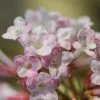 Viburnum × Bodnantense Charles Lamont | 2L Pot