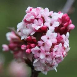 Viburnum X Bodnantense Dawn | 2 Litre Pot