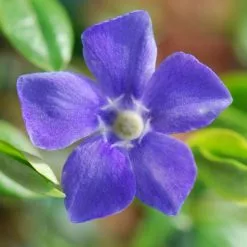 Vinca Major | 2L Pot