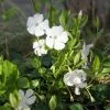 Vinca Minor F. Alba Gertrude Jekyll | 2L Pot -Perennial Plants Sales Store PL00080863 3b8b