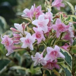 Weigela Florida Variegata | 2L Pot