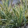 Yucca Filamentosa Bright Edge | 2L Pot -Perennial Plants Sales Store PL00080893 cdac