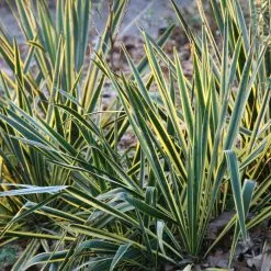 Yucca Filamentosa Bright Edge | 2L Pot