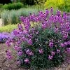 Erysimum Bowles's Mauve | 2L Pot -Perennial Plants Sales Store PL020000039 9ea8