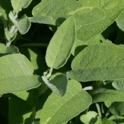 Salvia Officinalis | 9cm Pot