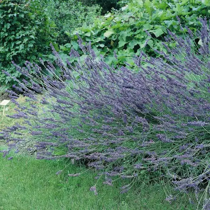 Lavandula X Intermedia Grosso | 2 Litre Pot 3 Lavandula X Intermedia Grosso | 2 Litre Pot