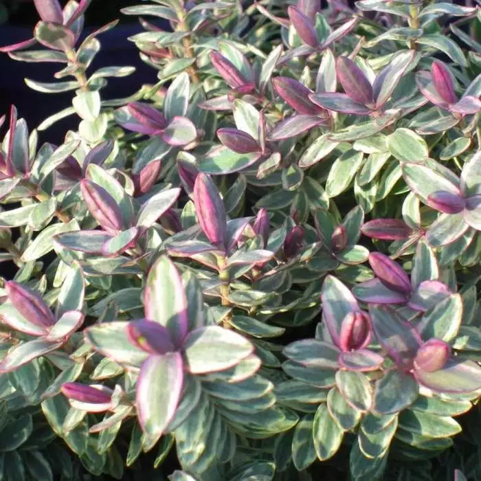 Hebe Silver Dollar | 2 Litre Pot 3 Hebe Silver Dollar | 2 Litre Pot