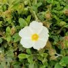 Cistus × Obtusifolius Thrive | 2L Pot