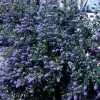 Ceanothus Skylark | 10 Lt Pot -Perennial Plants Sales Store PL020000885 d5f6