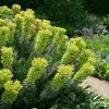 Euphorbia Characias Subsp. Wulfenii | 2L Pot 2 Euphorbia Characias Subsp. Wulfenii | 2L Pot -Perennial Plants Sales Store PL020001385 1bca