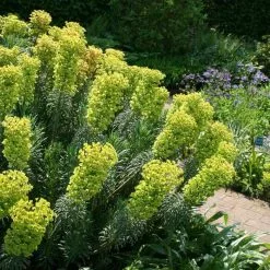 Euphorbia Characias Subsp. Wulfenii | 2L Pot
