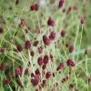 Sanguisorba Tanna | 2L Pot 2 Sanguisorba Tanna | 2L Pot -Perennial Plants Sales Store PL020001388 8f94