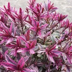 Hebe Burning Heart | 2 Litre Pot