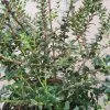 Gaultheria Mucronata Mascula | 3L Pot -Perennial Plants Sales Store PL020001411 0900