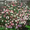 Erigeron Karvinskianus | 2L Pot