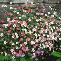 Erigeron Karvinskianus | 2L Pot