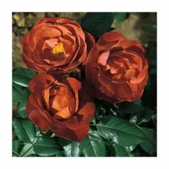 'Hot Chocolate' Bush Rose - 4L Pot -Perennial Plants Sales Store PL11038 add image 1 519e