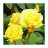 'Arthur Bell' Bush Rose - 4L Pot -Perennial Plants Sales Store PL11065 main image be90