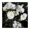'Flower Carpet White' Ground Cover Rose - 4L Pot
