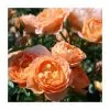 Sweet Dreams' Patio Rose - 4L Pot -Perennial Plants Sales Store PL11120 main image c892