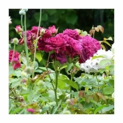 'Burgundy Ice' Bush Rose - 4L Pot -Perennial Plants Sales Store PL11284 add image 1 fce7