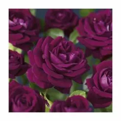 'Burgundy Ice' Bush Rose - 4L Pot -Perennial Plants Sales Store PL11284 add image 2 f566