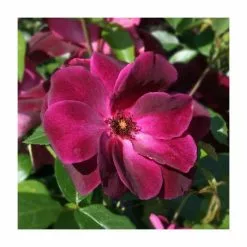 'Burgundy Ice' Bush Rose - 4L Pot -Perennial Plants Sales Store PL11284 add image 3 6cec