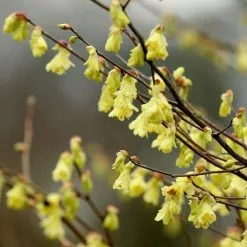 Corylopsis Pauciflora | 2L Pot