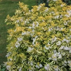 Choisya × Dewitteana Goldfingers ('Limo') (PBR) | 2L Pot