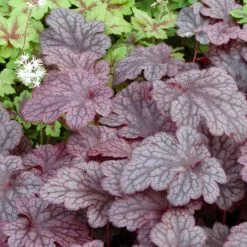 Heuchera Plum Pudding (PBR) | 2L Pot